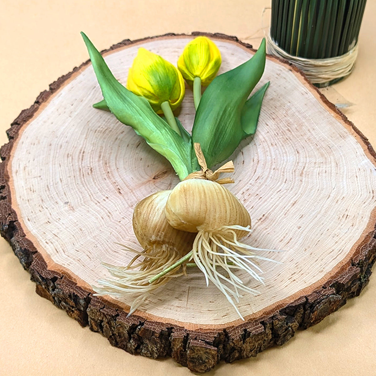 Gelber Tulpenzweig mit weißer Zwiebel auf Baumscheibe
